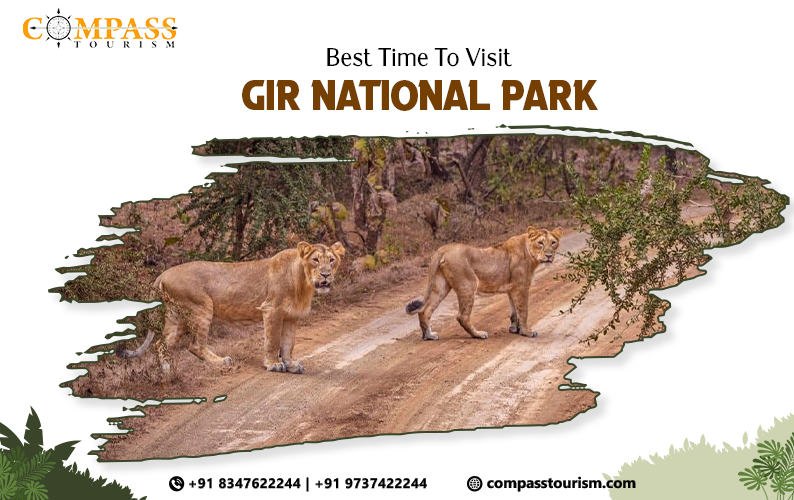 Best Time To Visit Gir National Park