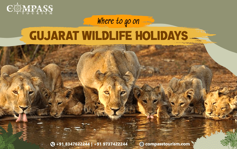 Wildlife Wonders in Gujarat: Unveiling the Best Destinations for Gujarat Wildlife Holidays